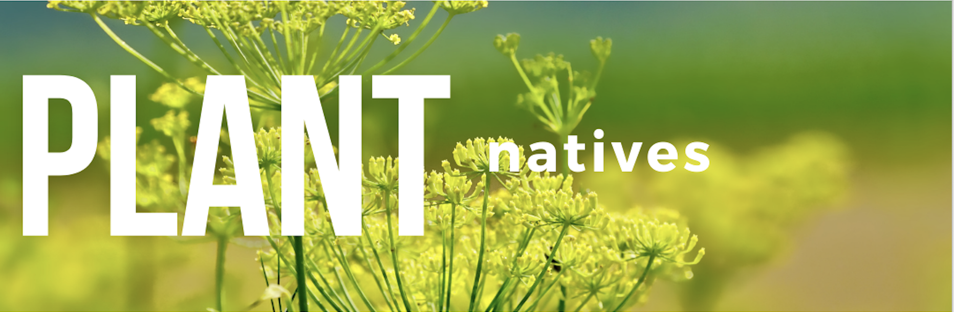 lswcd_InvPlantPrg_Plant