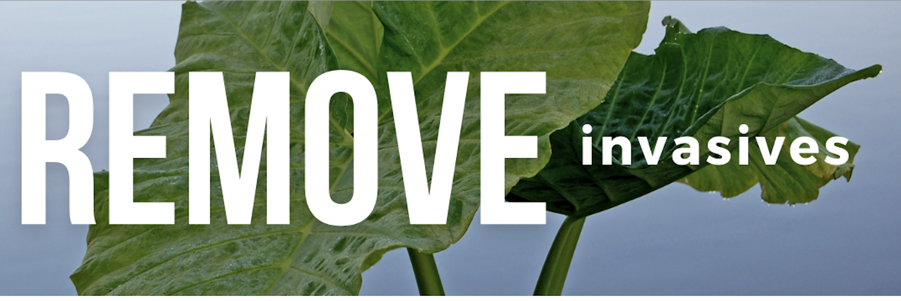 lswcd_InvPlantPrg_Remove