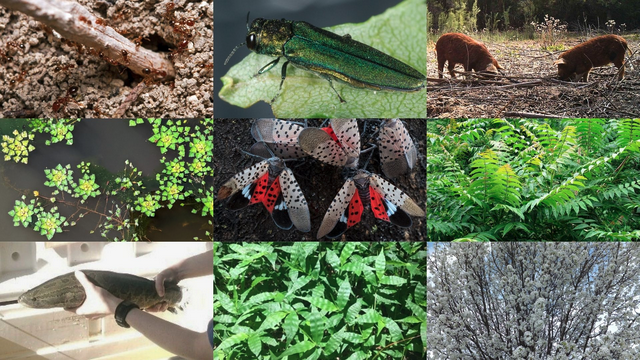 lswcdHomePage_ItemInvSpecies